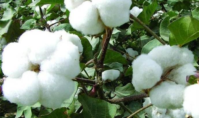中美會談釋放良好信號 棉花價格趨勢止跌有望走強
